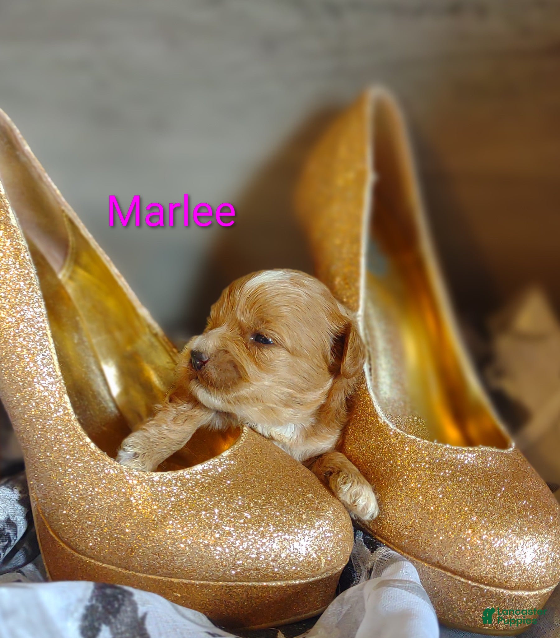 Shihpoo dogs Shihpoo Puppy 7 Marlee - Ad 1