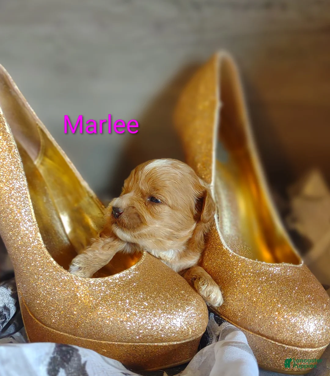 Shihpoo dogs for sale: Shihpoo Puppy 7 Marlee - Ad 1