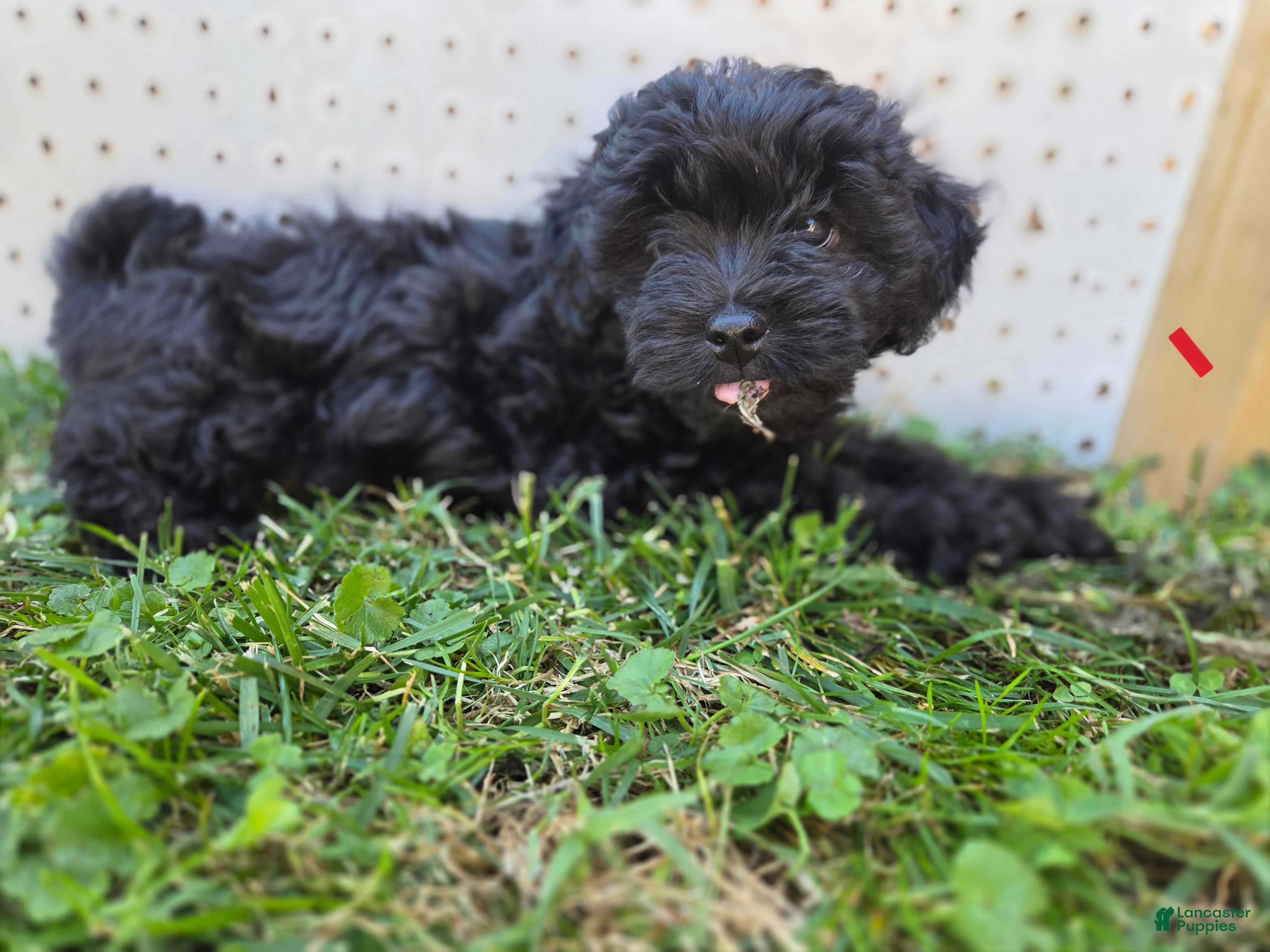 Shihpoo dogs Pepper - Ad 1