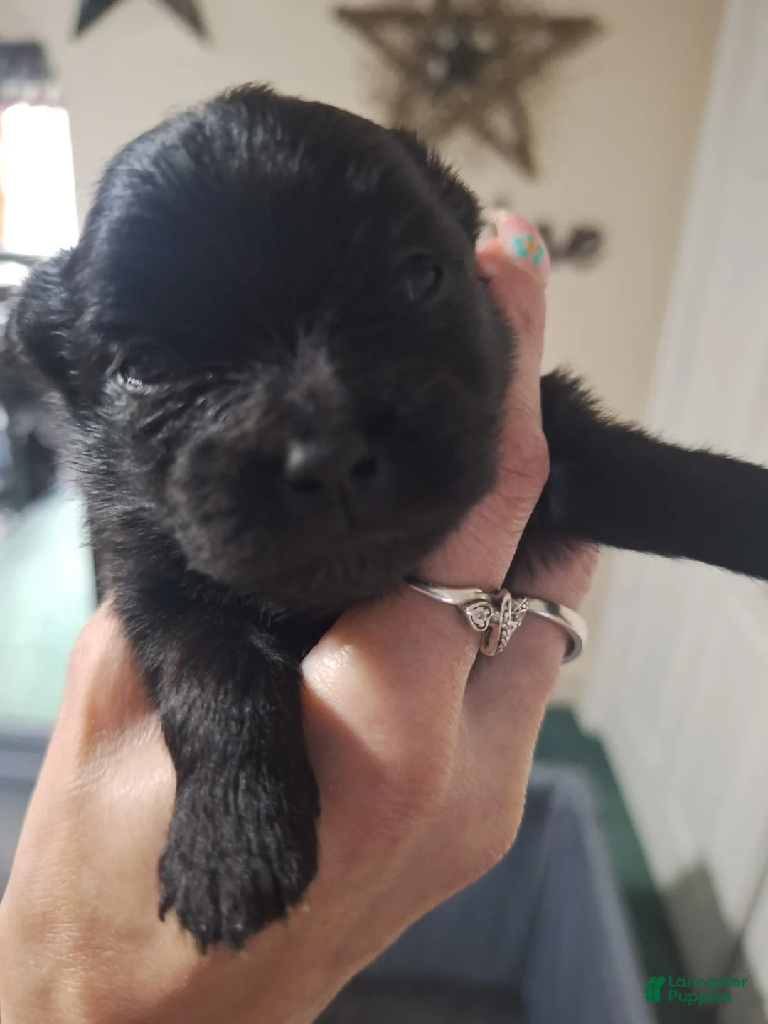 Pomeranian dogs for sale: Jax - solid black - Ad 1