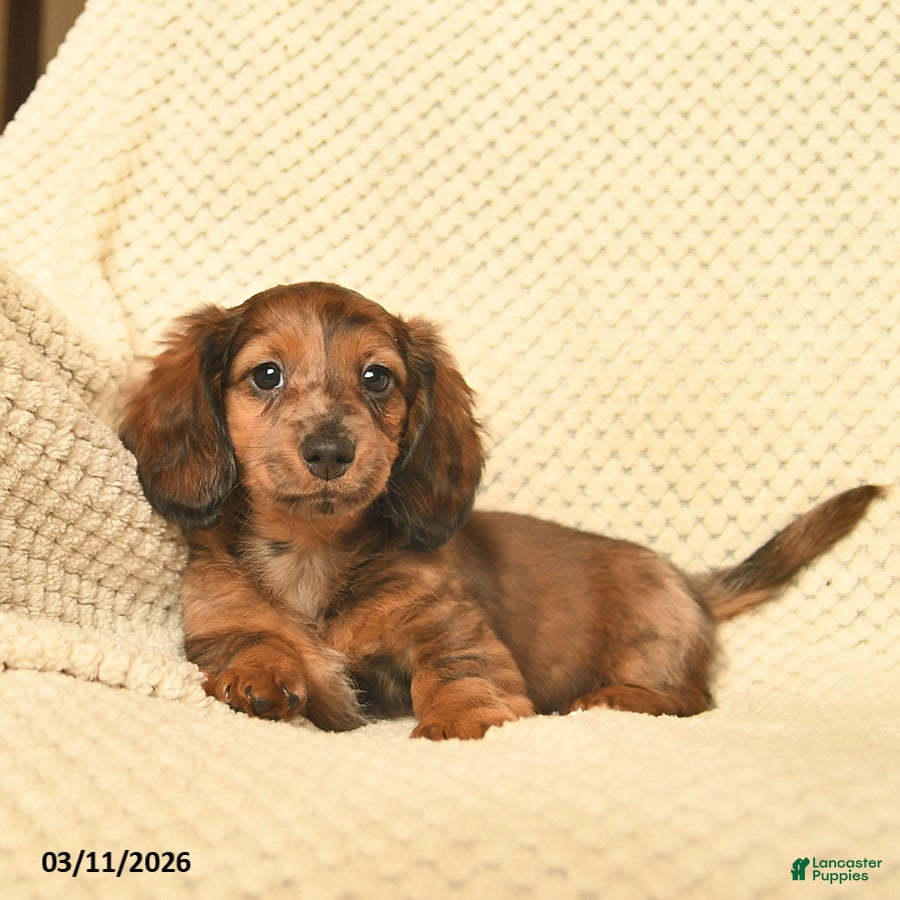 Miniature Dachshund dogs Rita  - Ad 2