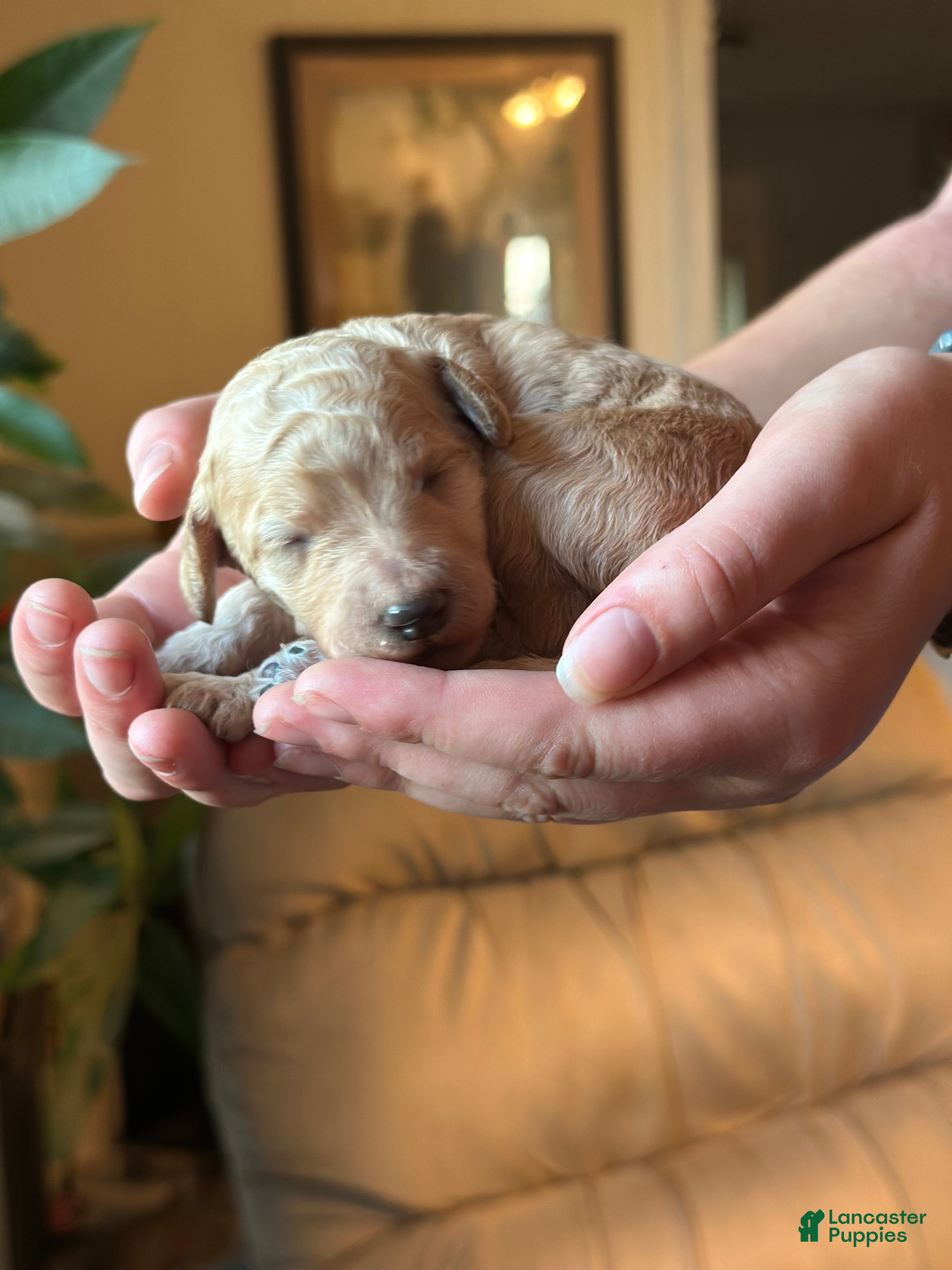 Standard Poodle dogs Standard Poodle 4 - Ad 2