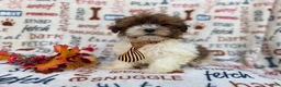 Shihpoo dogs for sale: Travis - Ad 5