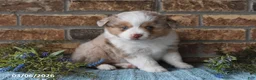 Miniature Australian Shepherd dogs for sale: Frankie - Ad 3