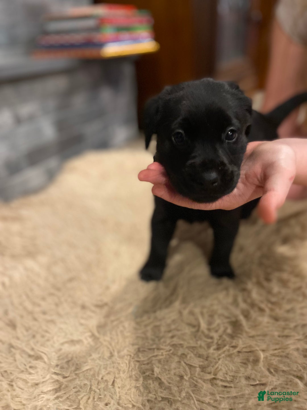 Labrador Retriever dogs for sale: Black Male 3 - Ad 2