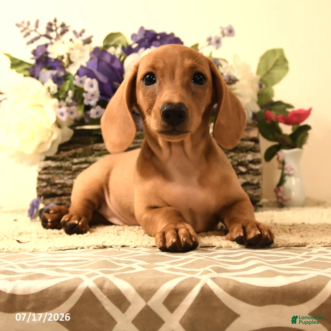 Miniature Dachshund dogs for sale: Shawn  - Ad 2
