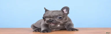 French Bulldog 1