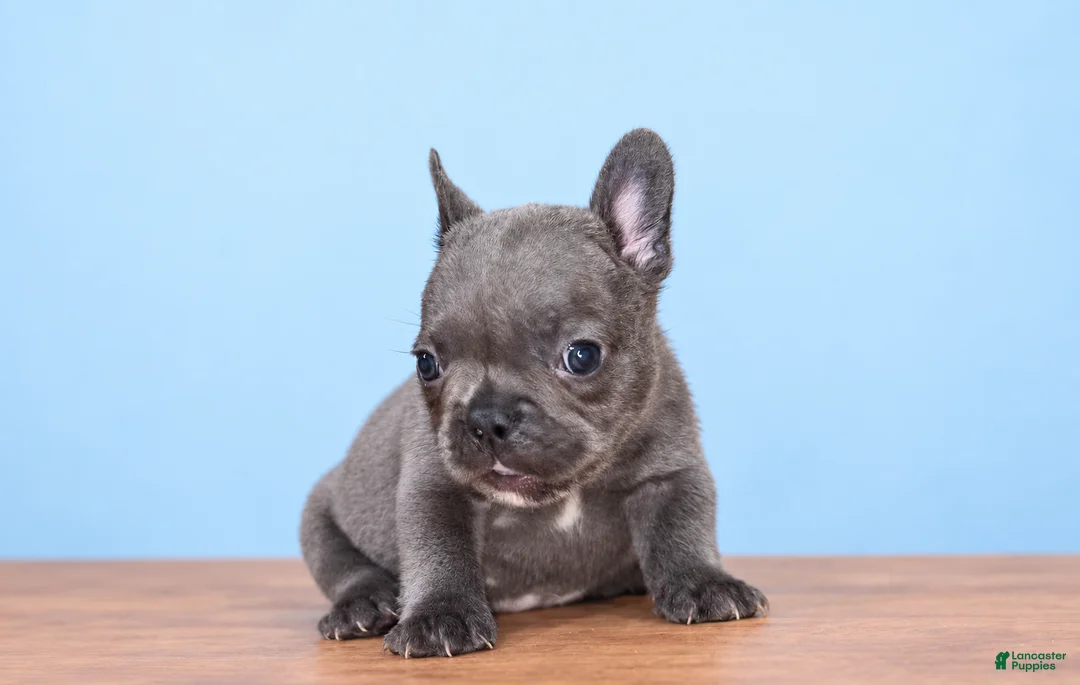 French Bulldog dogs for sale: French Bulldog 1 - Ad 1