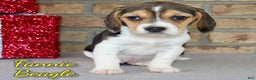 Beagle dogs for sale: Fannie - Ad 1