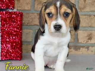 Beagle dogs Fannie - Ad 13