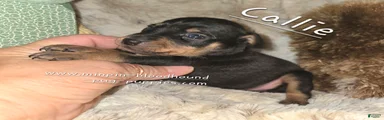 Callie black tan