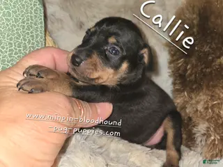 Miniature Pinscher dogs Callie black tan - Ad 40