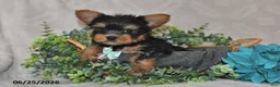 Yorkshire Terrier dogs for sale: Benny - Ad 2