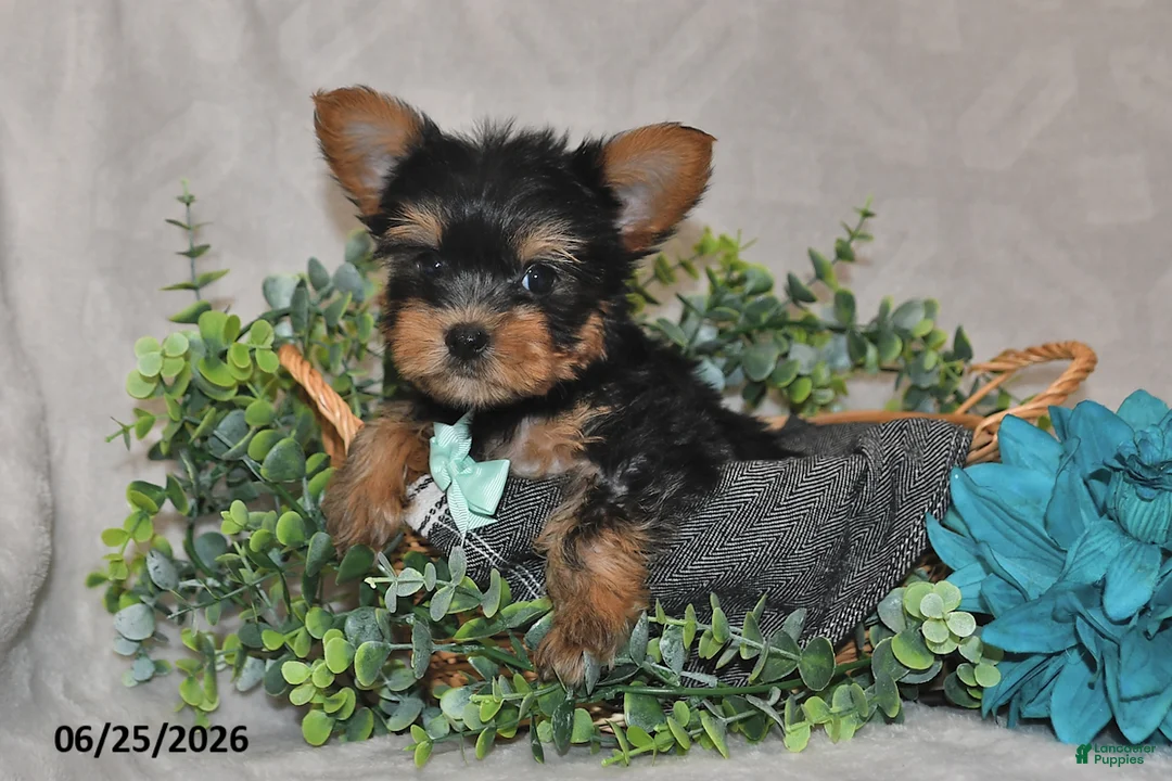 Yorkshire Terrier dogs for sale: Benny - Ad 2