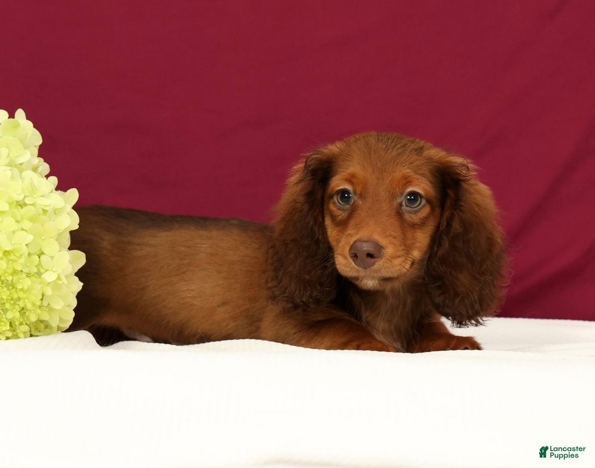 Miniature Dachshund dogs Nemehiah - Ad 1