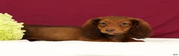 Miniature Dachshund dogs for sale: Nemehiah - Ad 1