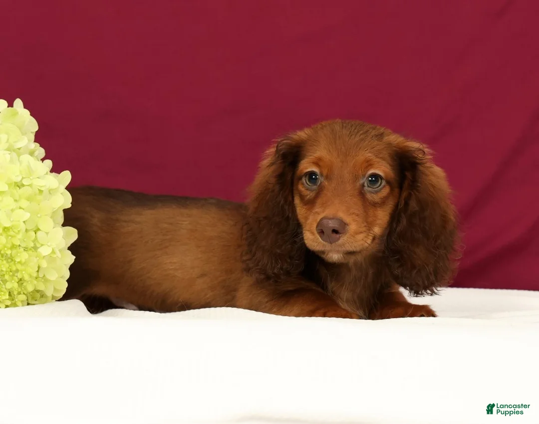 Miniature Dachshund dogs for sale: Nemehiah - Ad 1