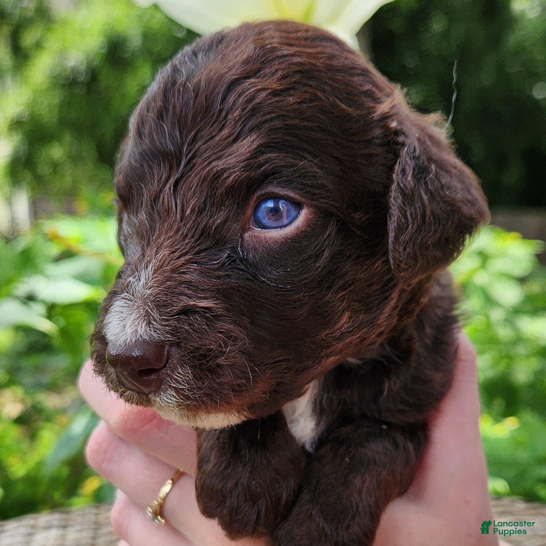 Mini Aussiedoodle dogs Pluto - Male - Red Tuxedo - Ad 2