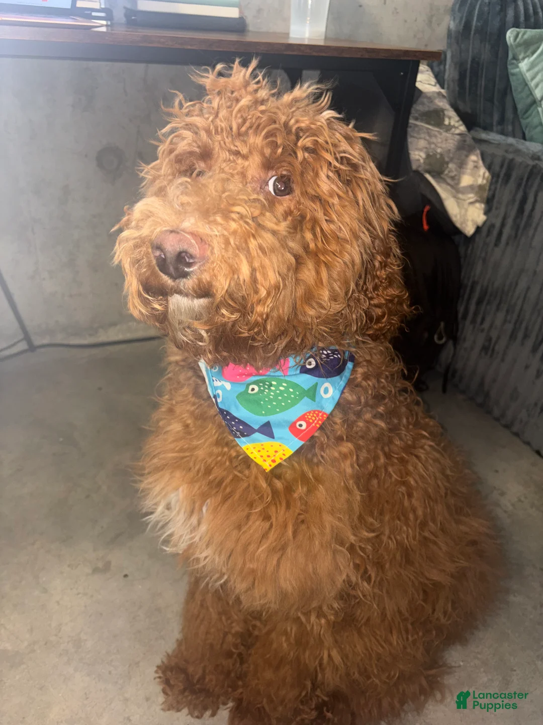 Labradoodle dogs for sale: Kingston - Ad 2