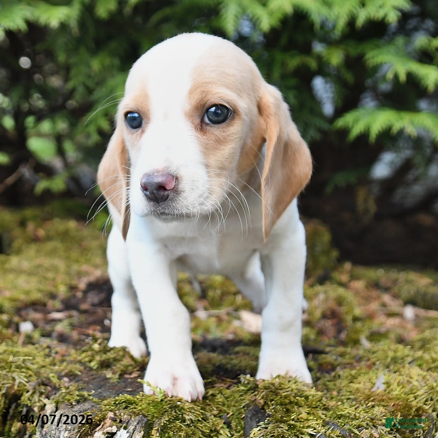 Beagle dogs Hunter - Ad 2