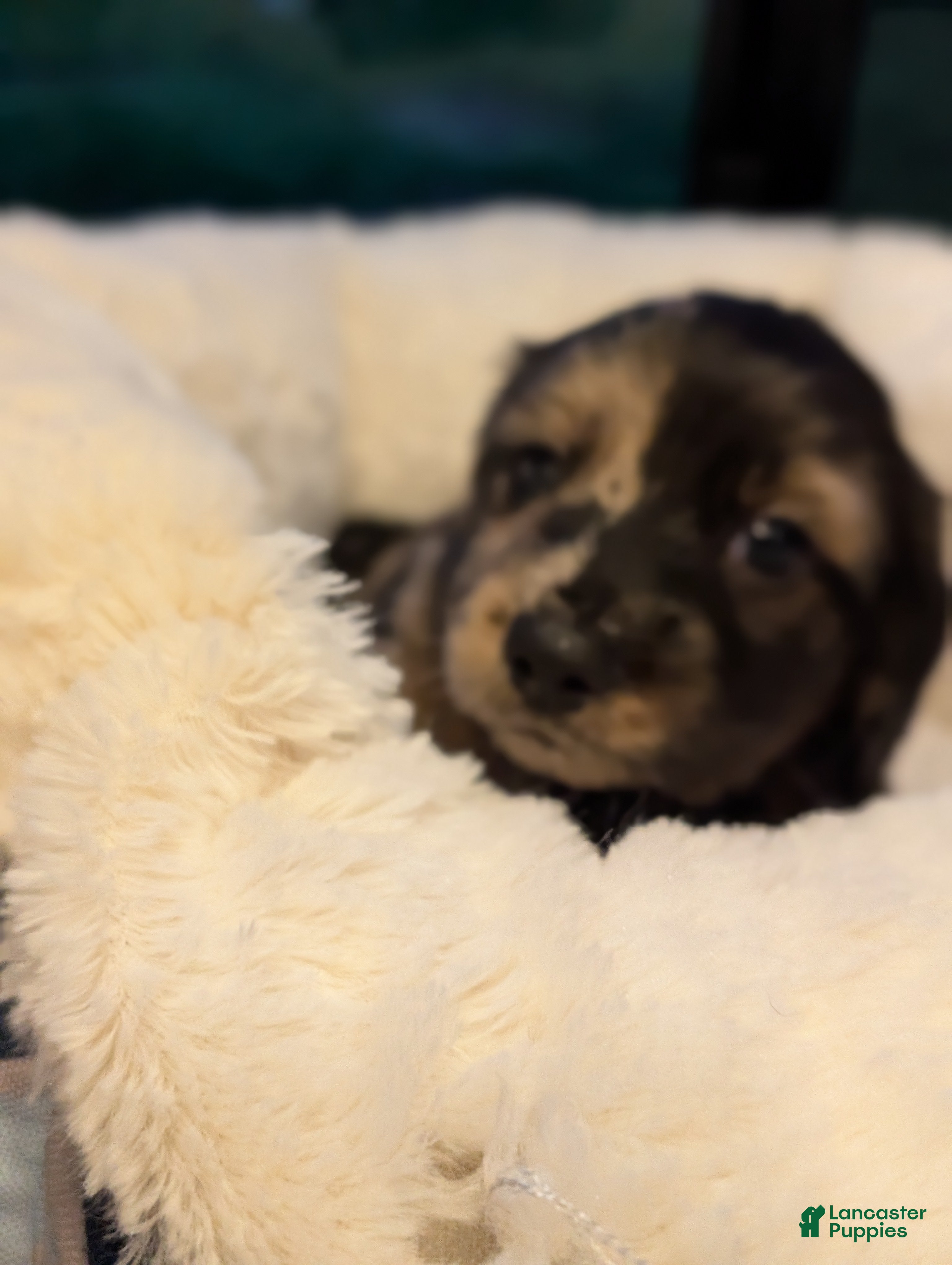 Miniature Dachshund dogs Tank - Ad 2