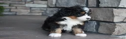 Mini Bernedoodle dogs for sale: Cody - Ad 10