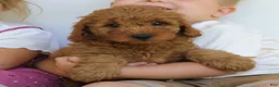 Mini Goldendoodle dogs for sale: Trixie  - Ad 4