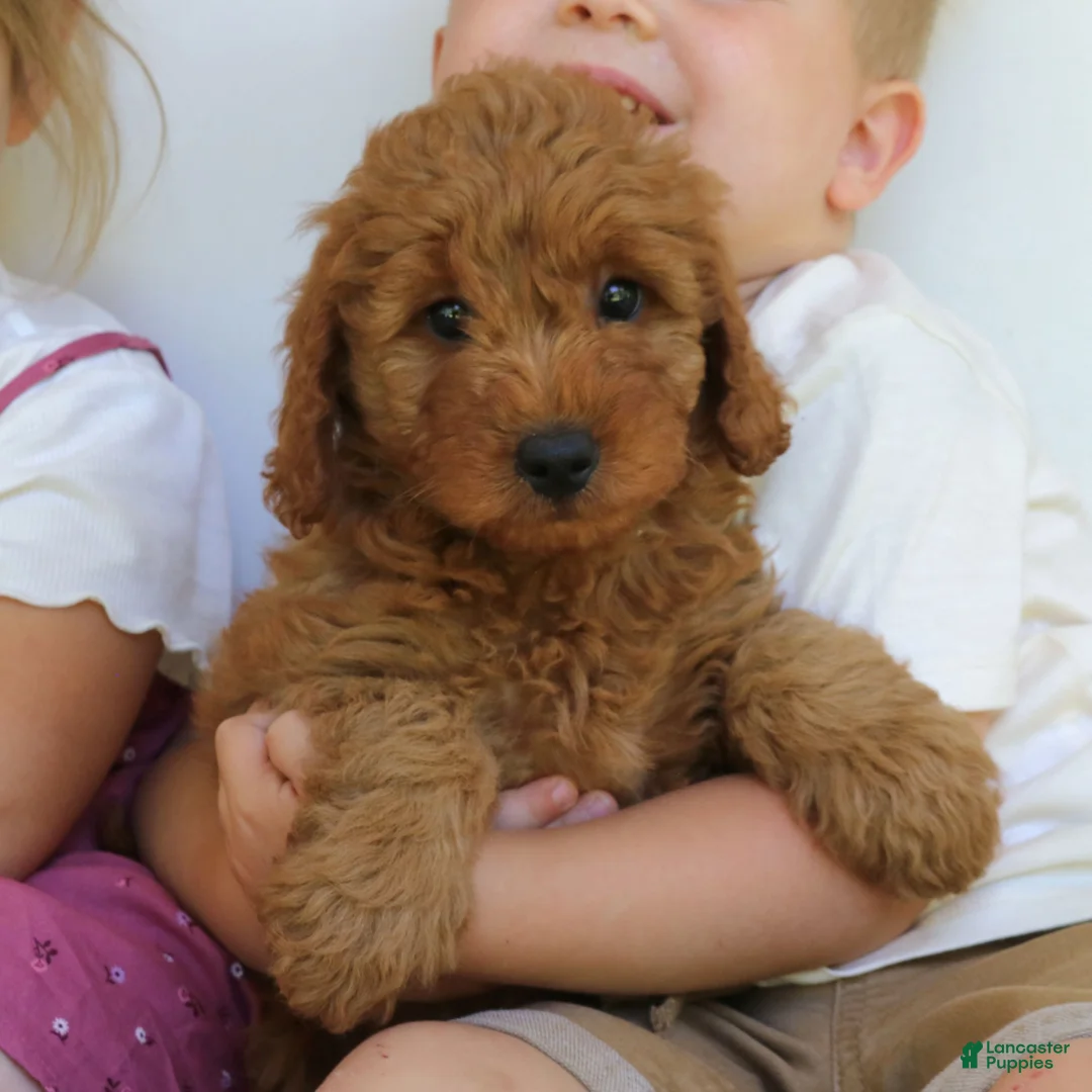 Mini Goldendoodle dogs for sale: Trixie  - Ad 4