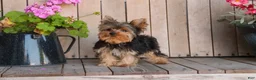 Yorkshire Terrier dogs for sale: Spunky - Ad 6