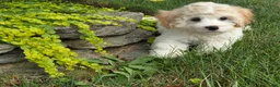 Maltipoo dogs for sale: Sailor - Ad 3