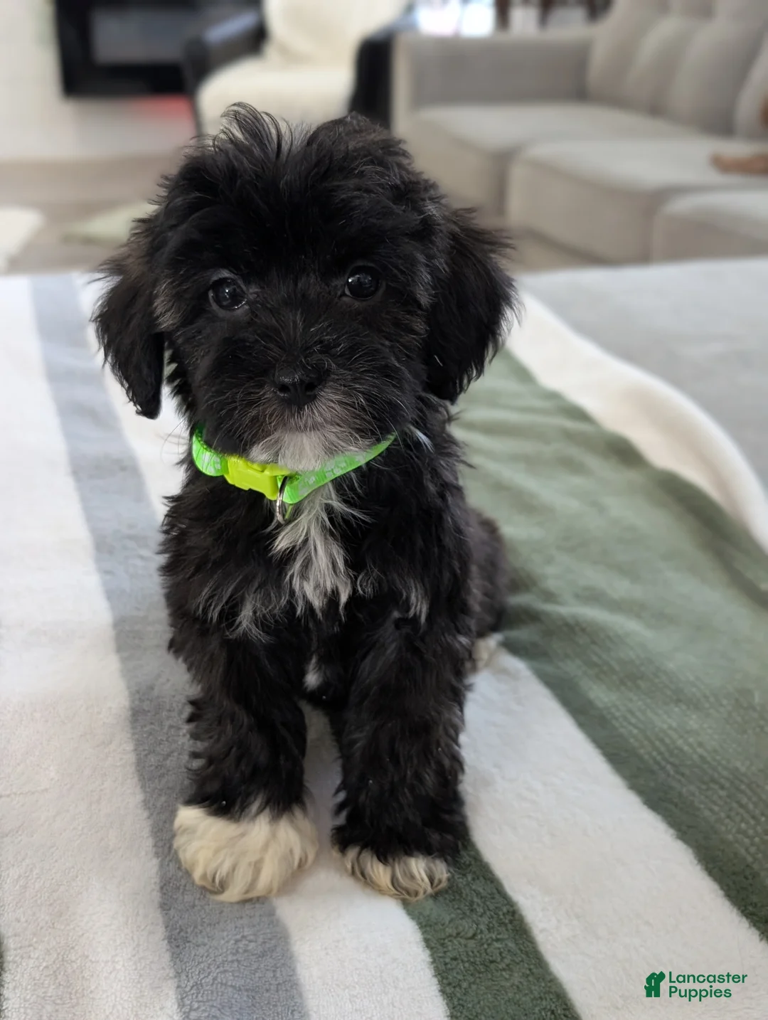 Havapoo dogs for sale: Clover - Ad 6