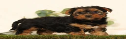 Yorkshire Terrier dogs for sale: Brandy - Ad 1