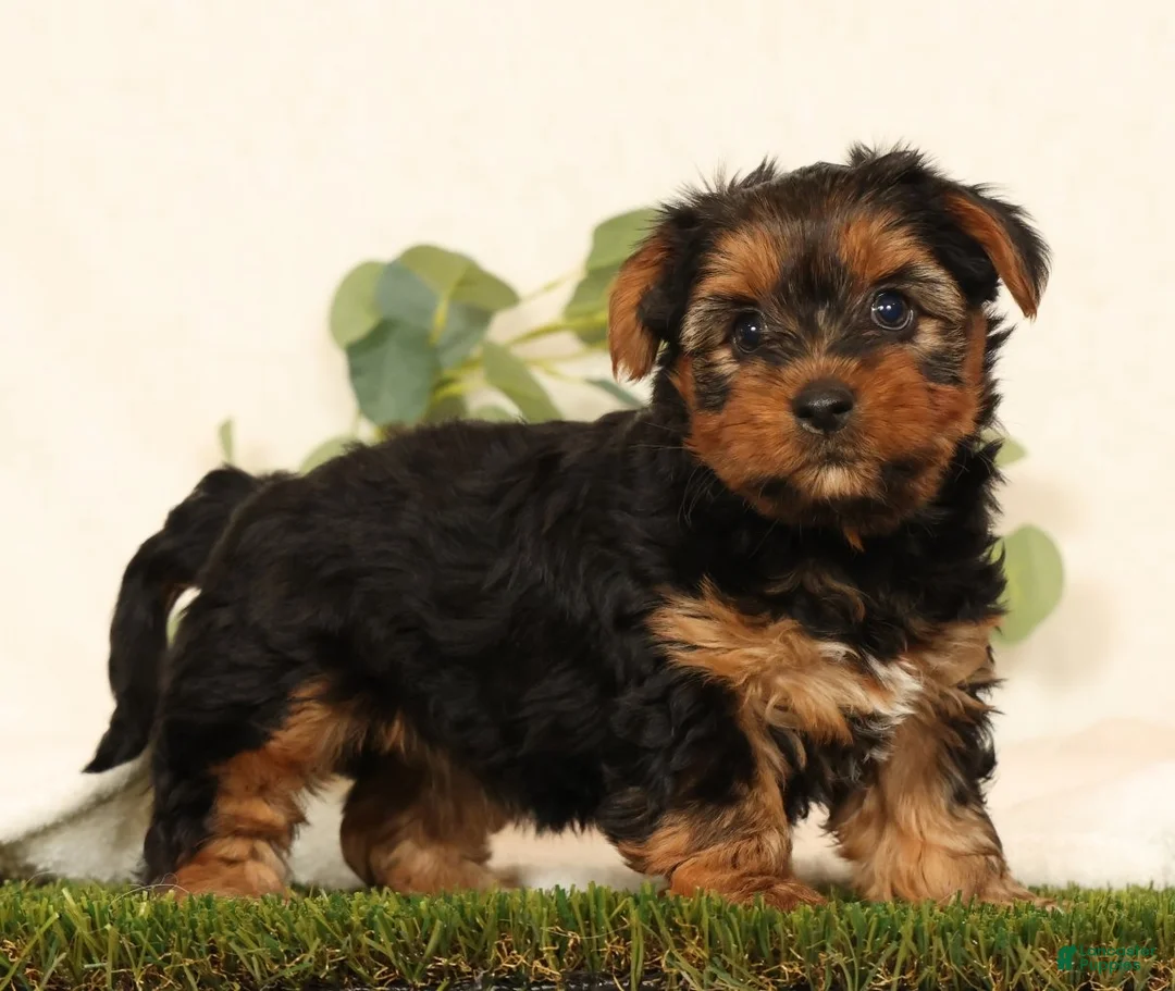 Yorkshire Terrier dogs for sale: Brandy - Ad 1