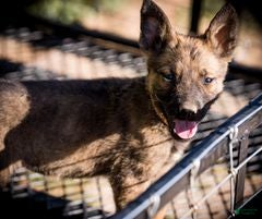 Belgian Malinois dogs Belgian Malinois Puppy 2 - Ad 1