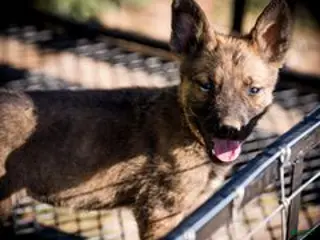 Belgian Malinois dogs Belgian Malinois Puppy 2 - Ad 3