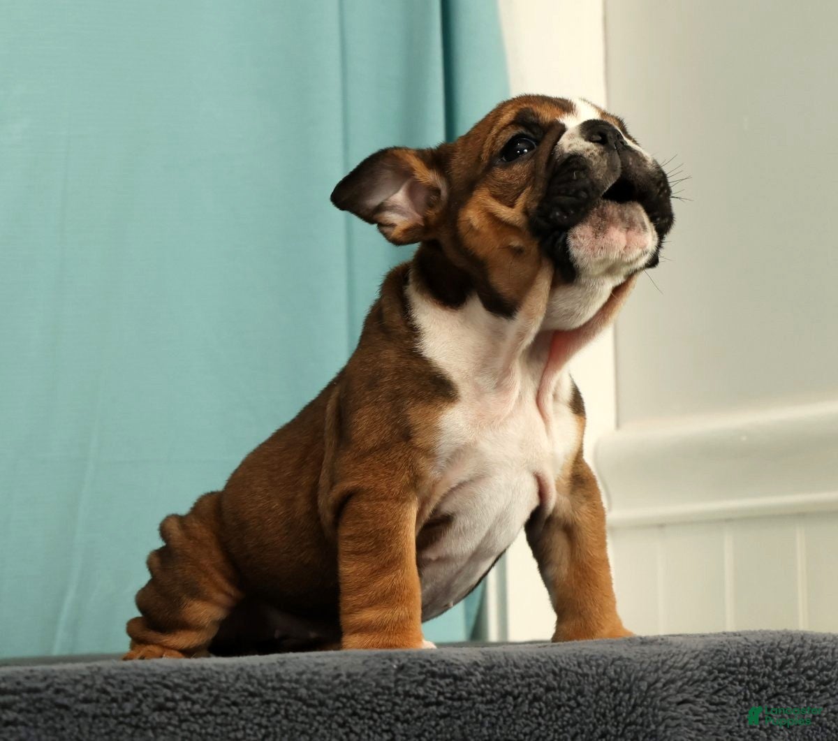 English Bulldog dogs Callie - Ad 2