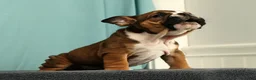 English Bulldog dogs for sale: Callie - Ad 2