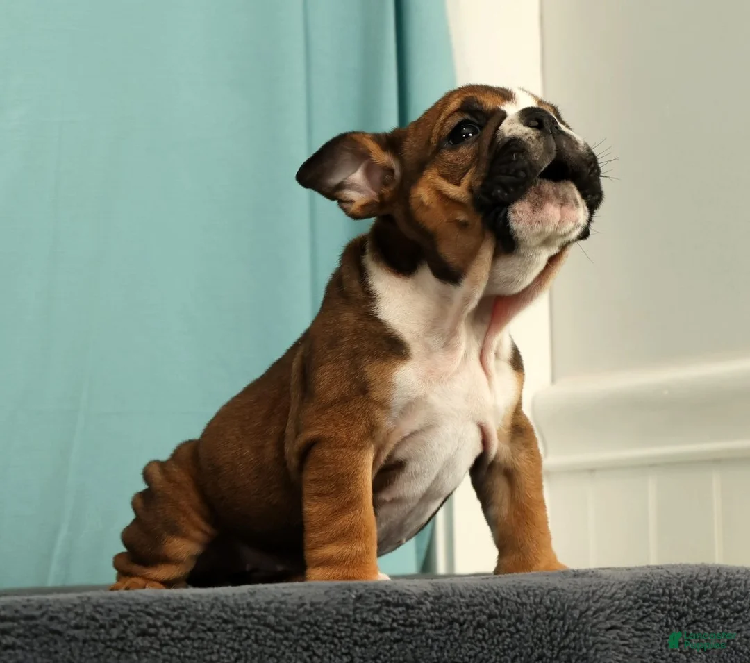 English Bulldog dogs for sale: Callie - Ad 2