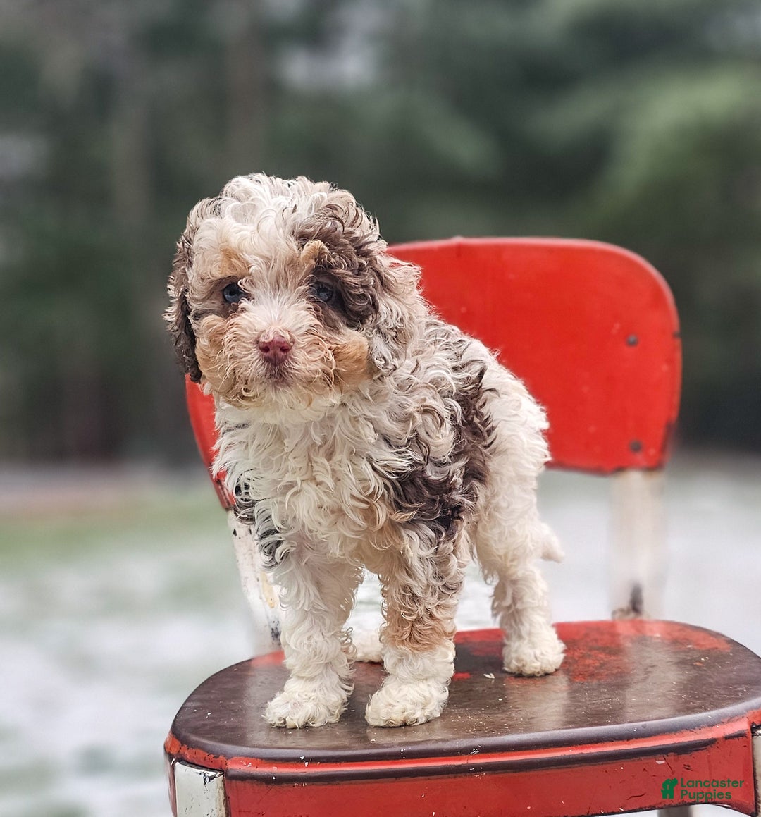 Miniature Poodle dogs for sale: Molly - Ad 5