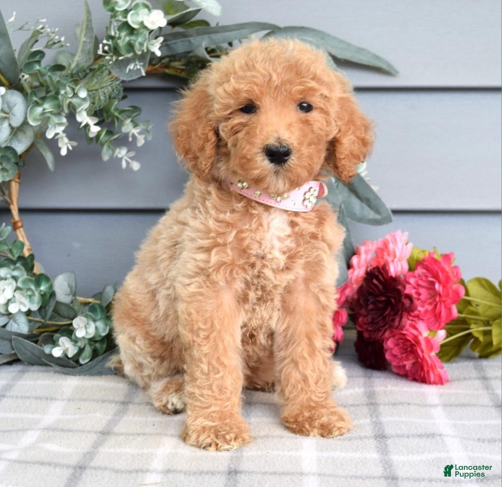 Goldendoodle dogs Fargo - Ad 1