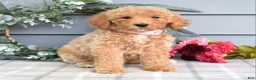 Goldendoodle dogs for sale: Fargo - Ad 1