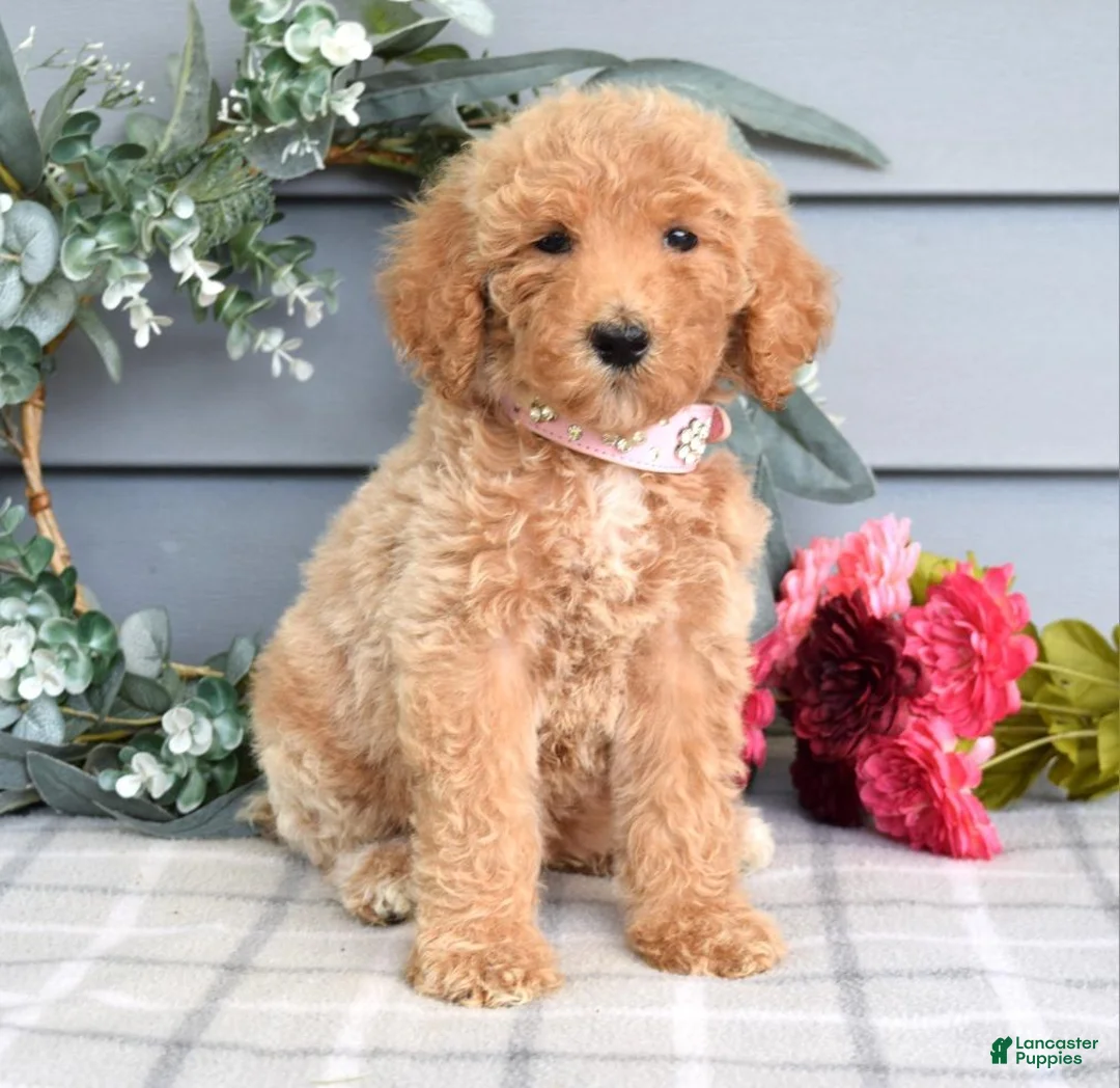 Goldendoodle dogs for sale: Fargo - Ad 1