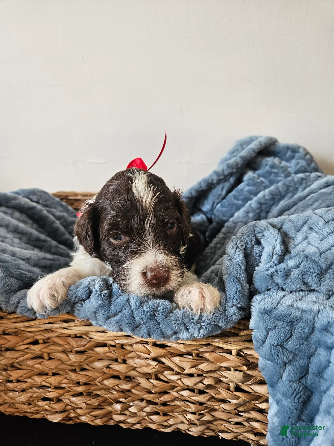 Portuguese Water Dog dogs for sale: Dash - Ad 2