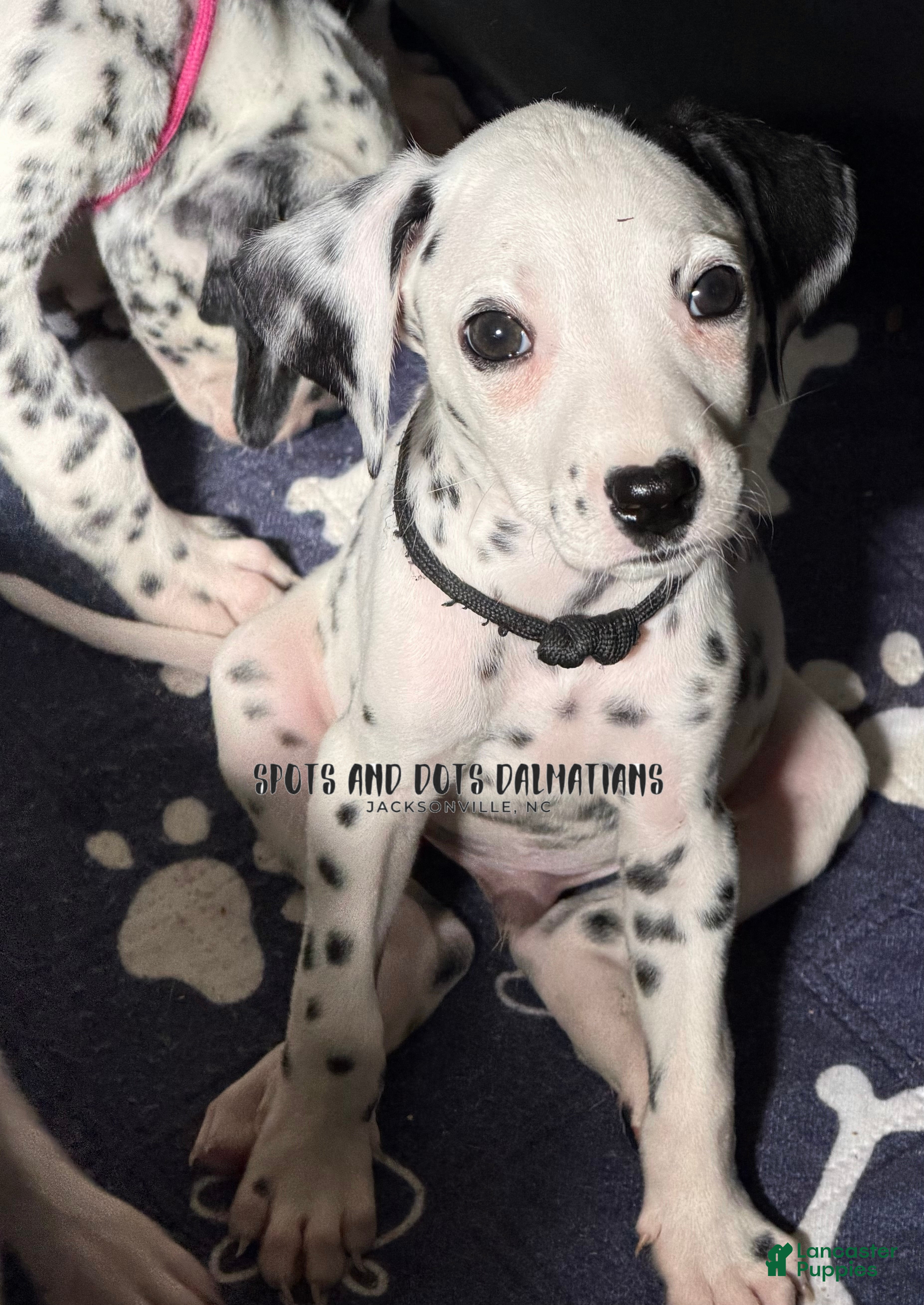 Dalmatian dogs Rosco - Ad 2