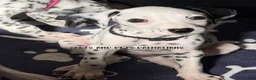 Dalmatian dogs for sale: Rosco - Ad 2