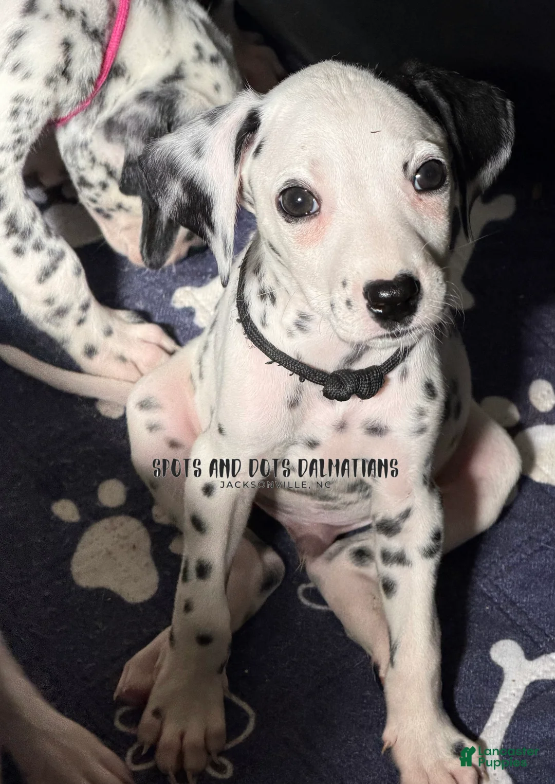 Dalmatian dogs for sale: Rosco - Ad 2