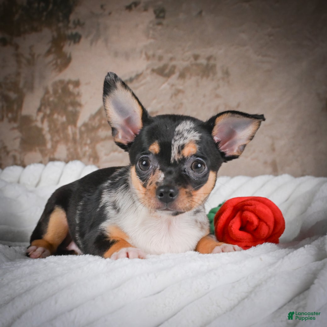 Chihuahua dogs Abby - Ad 2
