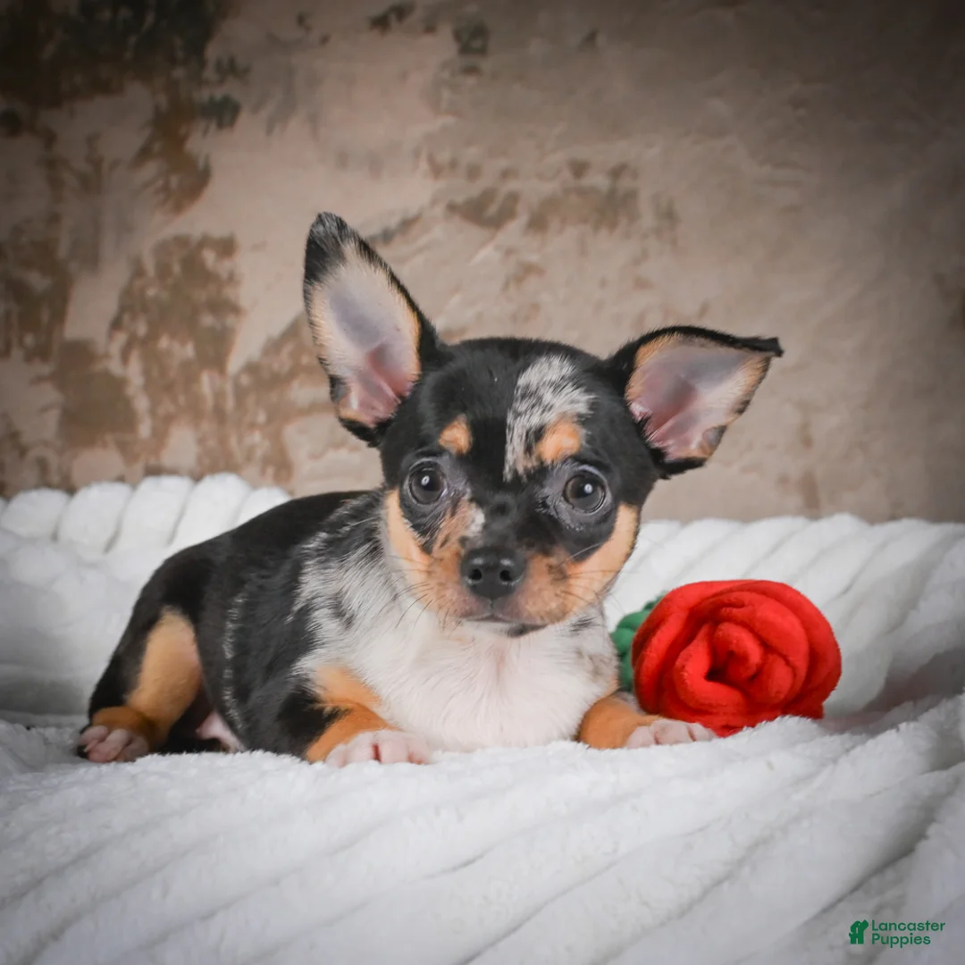 Chihuahua dogs for sale: Abby - Ad 2