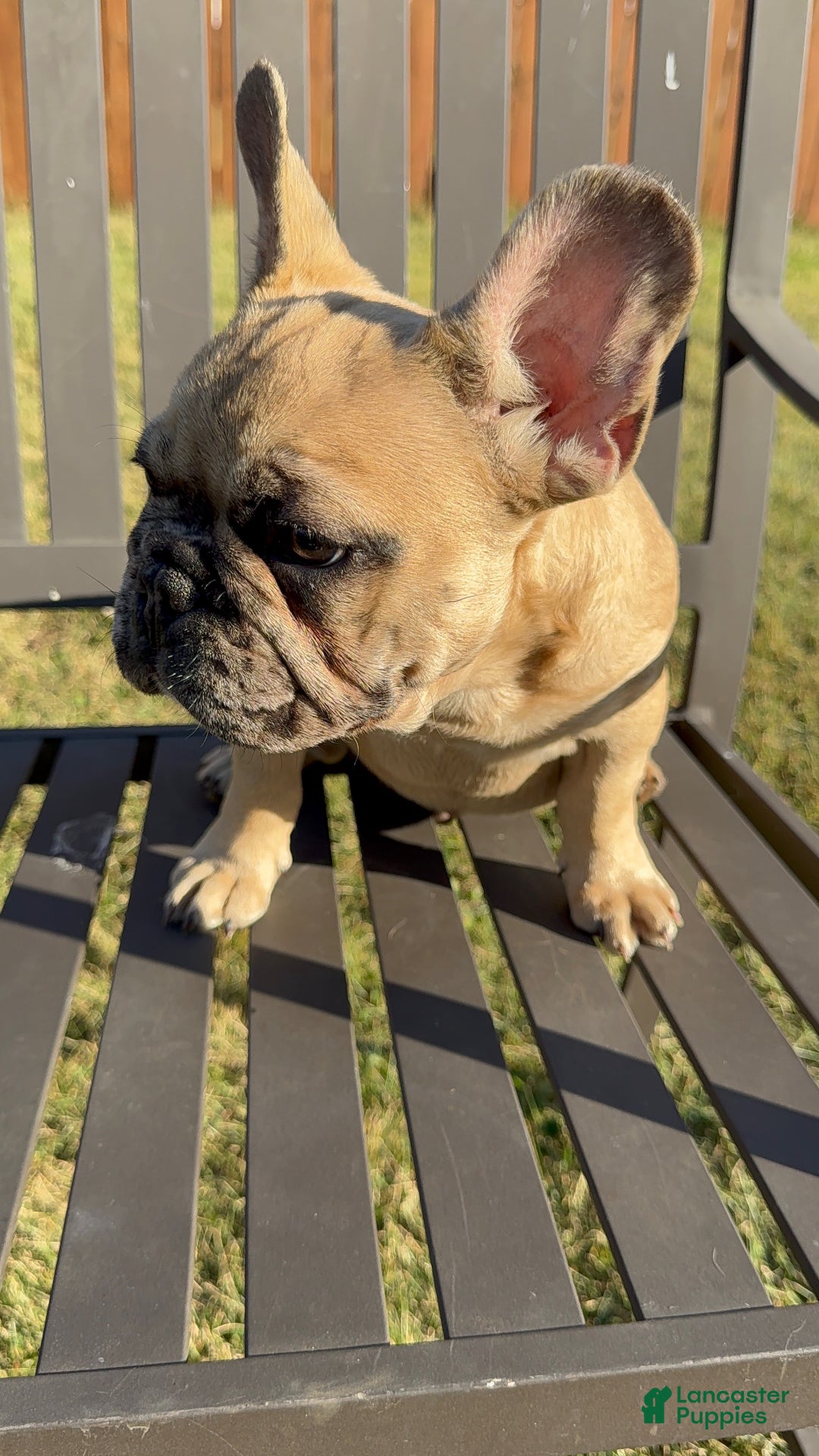 French Bulldog dogs for sale: French Bulldog  - Ad 6