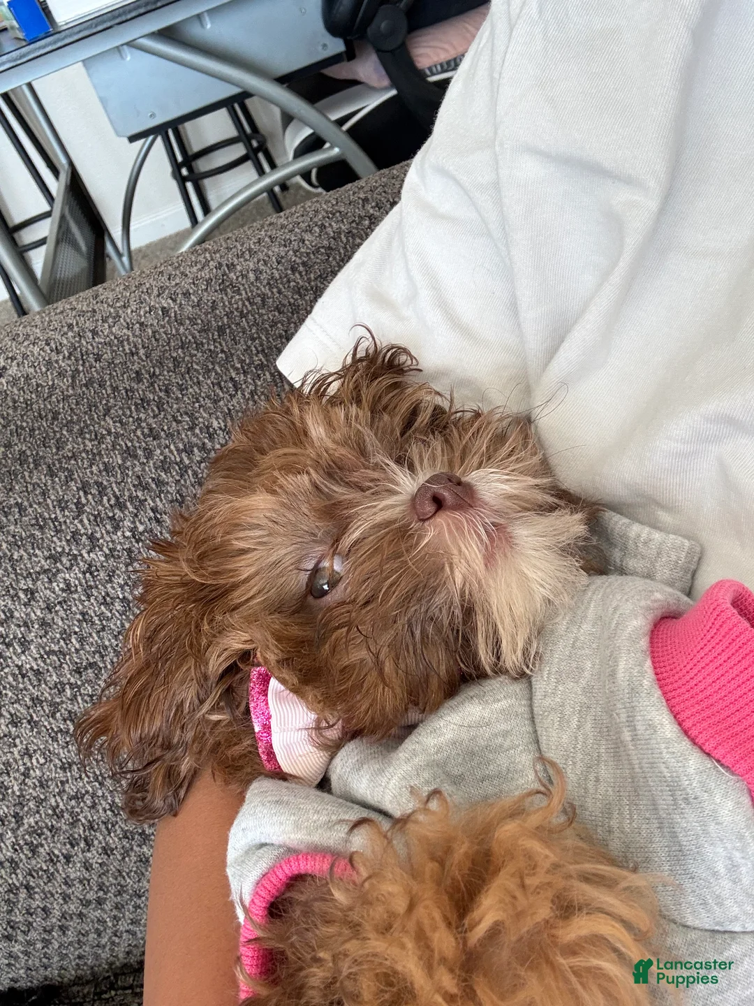 Shihpoo dogs for sale: Shihpoo Puppy 1 - Ad 4